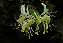 Geißblatt (Lonicera)