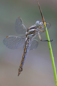Südlicher Blaupfeil