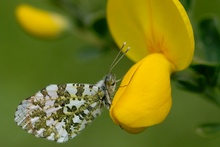 Aurora-Falter (Anthocharis cardamines)