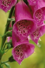 Blüten des Roten Fingerhuts (Digitalis purpurea) 01