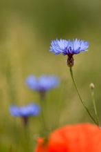 Kornblumen Trio mit einem Spritzer Mohn