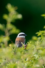 Neuntöter (Lanius collurio)