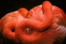 Chile Flamingos schlafen