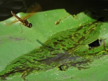 Eastern Amberwing 2/2