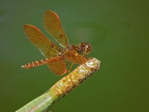 Eastern Amberwing 1/2