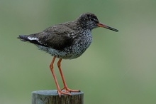 Rotschenkel bei Regen