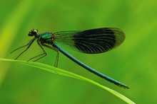 Gebänderte Prachtlibelle (Calopteryx splendens)