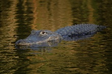 Mississippi-Alligator