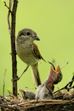 Neuntöter (Lanius collurio)