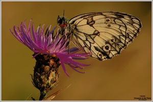 Schachbrettfalter (Melanargia galathea)