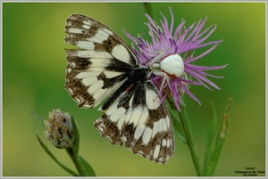 Veränderliche Krabbenspinne (Misumena vatia) und Schachbrettfalter (Melanargia galathea)