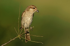 Neuntöterweibchen