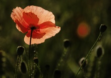 ~ Mohn II ~