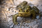 Frosch oder Kröte