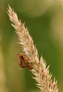 Weichkäfer im Sonnenuntergang