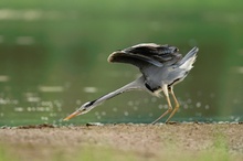 Graureiher (Ardea cinerea)