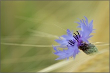 Kornblume (Centaurea cyanus)