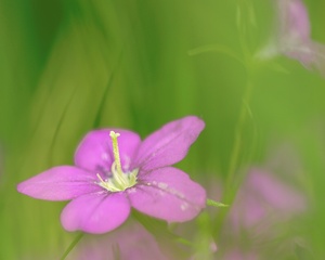 Lila Blüten am Feld