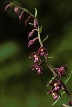 Braunrote Stendelwurz (Epipactis atrorubens)