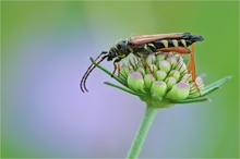 Braunrötlicher Spitzdeckenbock (Stenopterus rufus)