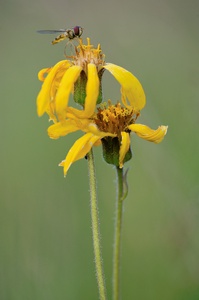 Arnica montana