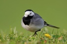 Bachstelze (Motacilla alba) beim Stelzen