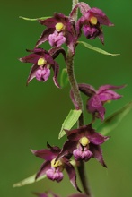 Braunrote Stendelwurz (Epipactis atrorubens) II