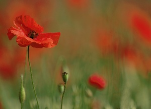 ~ Mohn III ~