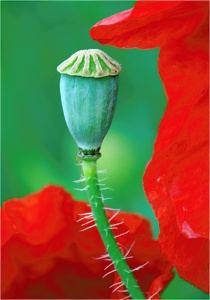 Mohn mal etwas anders