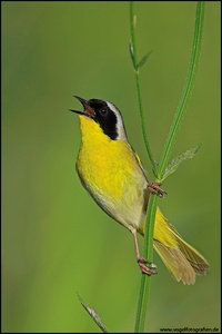 Common Yellowthroat..