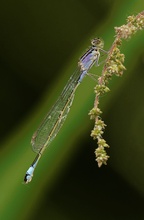 Große Pechlibelle, junges Weibchen