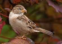 Der Spatz auf dem Dach...