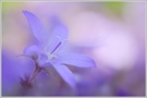 ~ blue Impression ~
