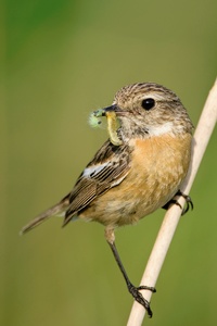 Schwarzkehlchen  (Saxicola torquata)