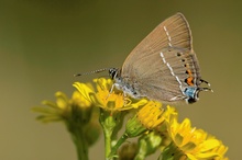 Satyrium spini