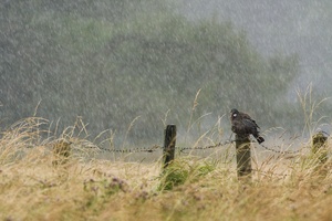 Ringeltaube im Regen