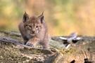 Auf der Jagd oder Früh übt sich