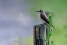 Grauschnäpper mit Schebfliege