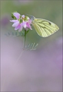 ~ blurred ~