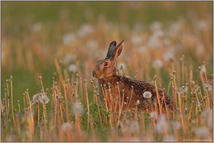 Morgenlicht...  Feldhase *Lepus europaeus*