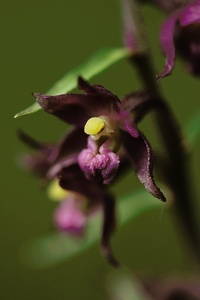 Braunrote Stendelwurz (Epipactis atrorubens) III