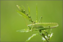 Großes Grünes Heupferd (Tettigonia viridissima)