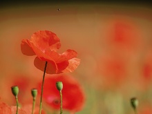 ~ Mohn IV ~