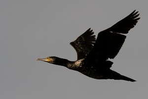 Kormoran