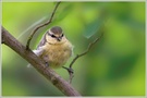 ~ Blaumeise (Parus caeruleus) Jungvogel ~