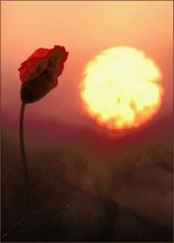 ~ der Sonne entgegen ~