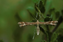 Marasmarcha lunaedactyla