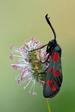 Schönheit in Schwarz-Rot