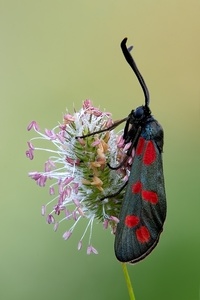 Schönheit in Schwarz-Rot