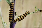 Raupen mit Besuch